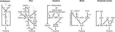 The Importance of Being on Time: Regulatory Networks Controlling Photoperiodic Flowering in Cereals